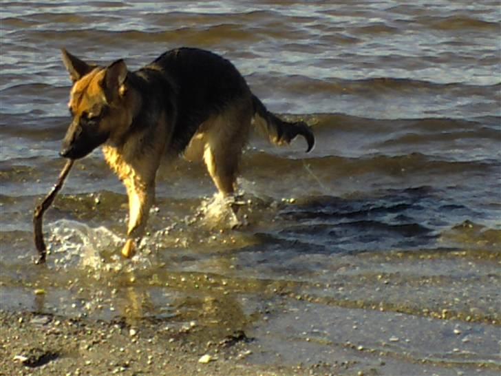 Schæferhund Rex (Enzo) - Mrn ihhh hvor bliver man våd billede 10