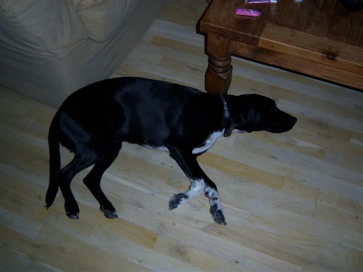 Blanding af racer Bianca - Flad lige ud.... billede 5