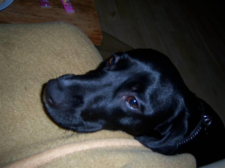 Blanding af racer Bianca - Tiggeprinsessen billede 6