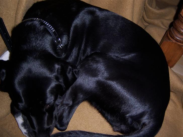 Blanding af racer Bianca - SOVER!!! billede 7