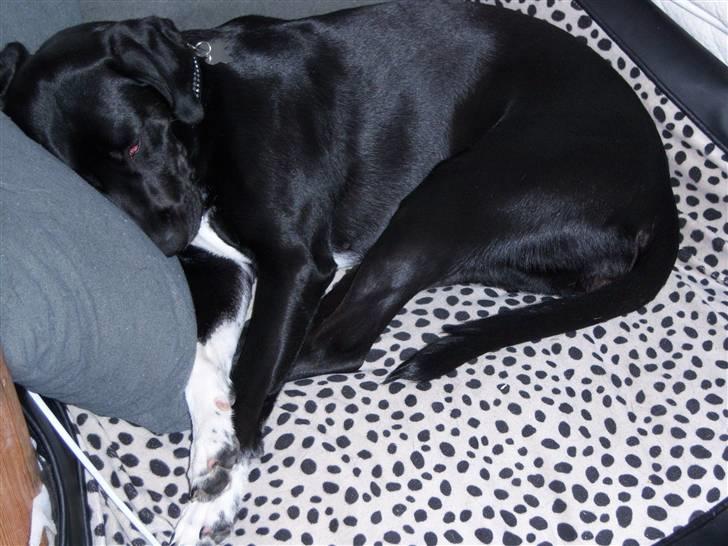 Blanding af racer Bianca - Hygge... billede 8