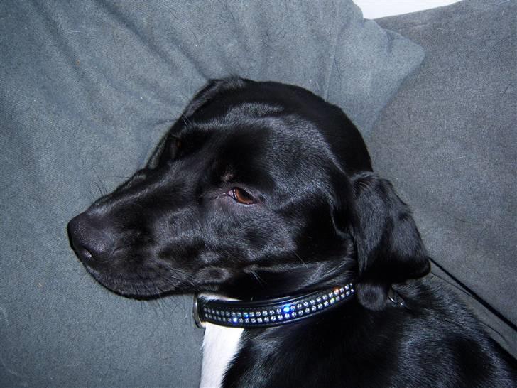 Blanding af racer Bianca - Søde Bianca... billede 9