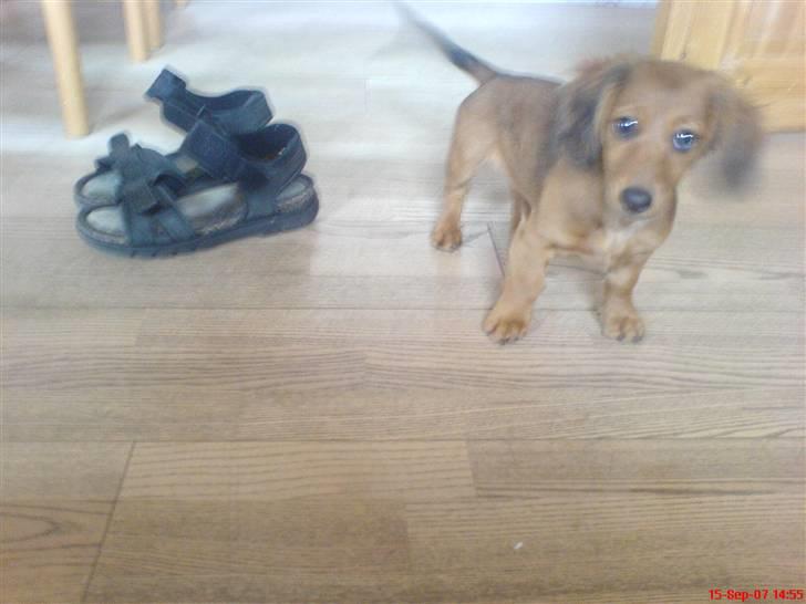 Dværggravhund Trille  billede 18