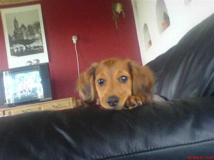 Dværggravhund Trille  billede 19