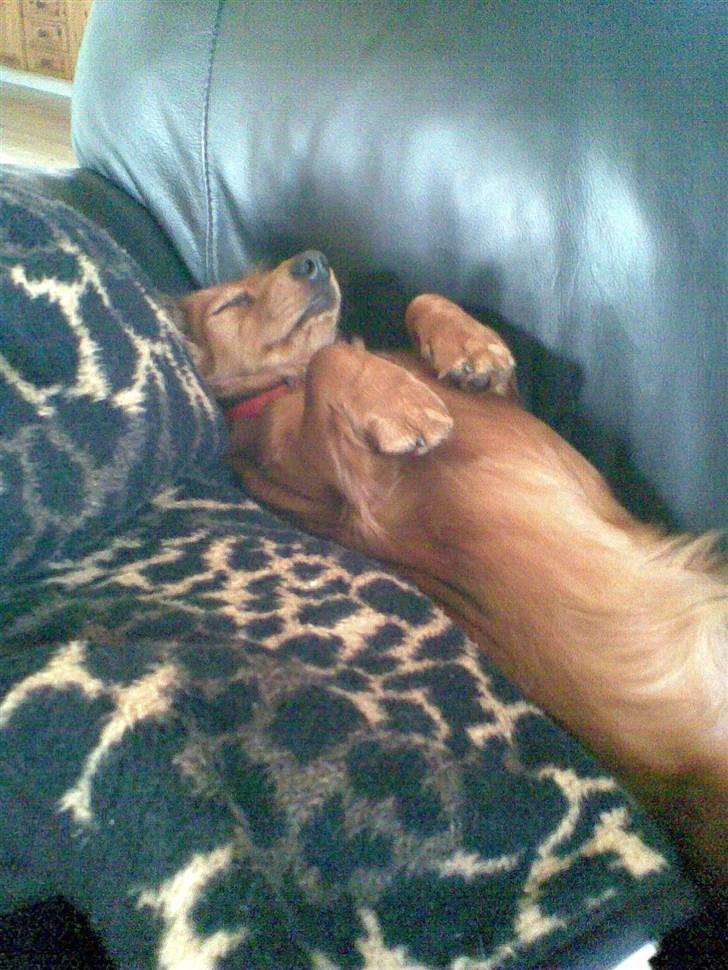 Dværggravhund Trille  - Trille i sofaen ..  billede 20