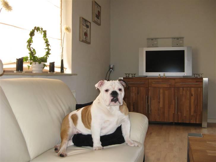 Engelsk bulldog Arnold - Her er det mig der bestemmer. Ingen katte er velkommen i min sofa. billede 1