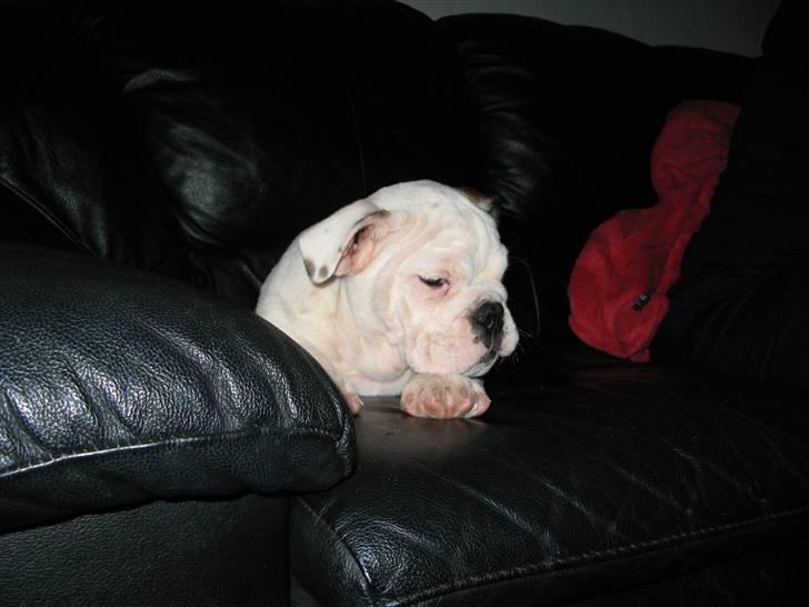 Engelsk bulldog Arnold - Den første dag hos mine ejere. billede 2