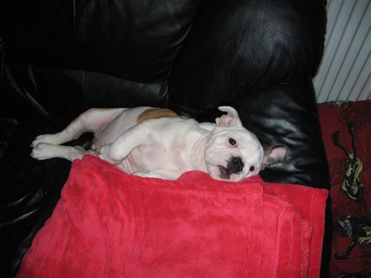 Engelsk bulldog Arnold - Se hvor stor jeg er når jeg strækker mig. billede 3