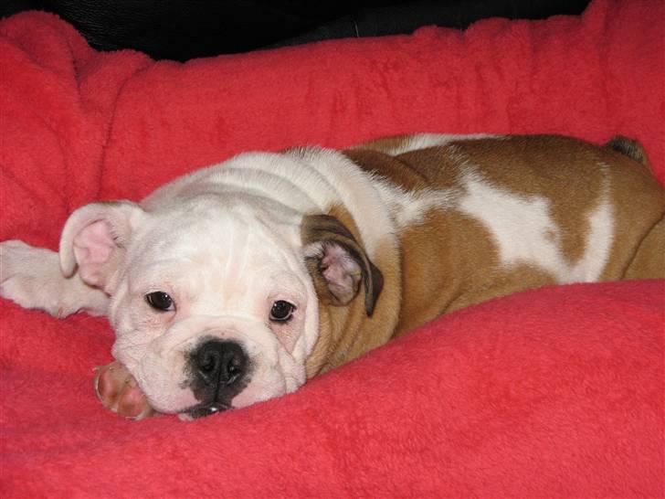 Engelsk bulldog Arnold - Et dejligt lille baby ansigt. billede 4