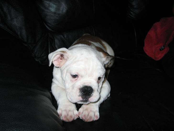 Engelsk bulldog Arnold - Jeg ser så uskyldig ud, når jeg sidder sådan. billede 5