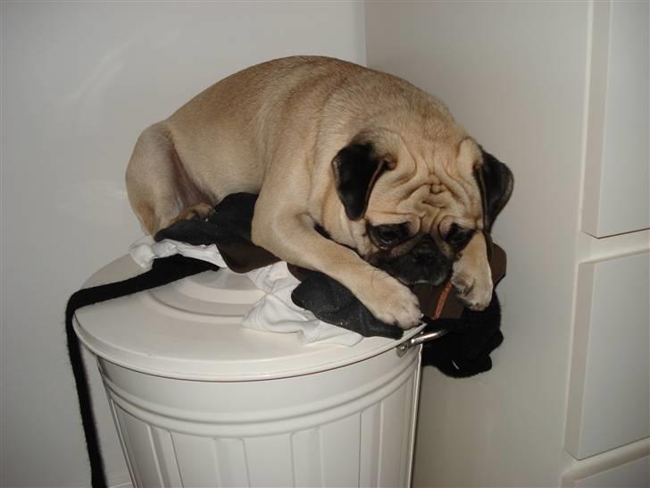 Mops Fiona billede 18