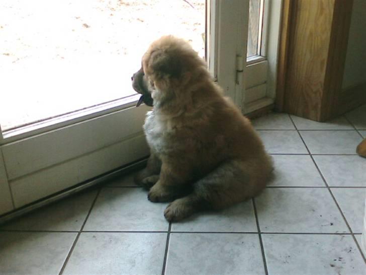 Chow chow Balder - Her bruger han det meste af dagen..meget nysgerrig! billede 5