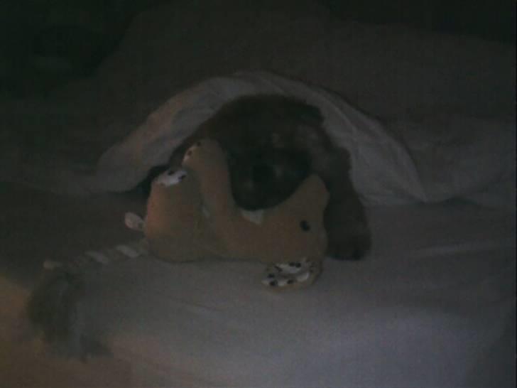 Chow chow Balder - Vi hentede ham på Sjælland d.24/4 - her efter en lang køretur og nye indtryk! billede 6