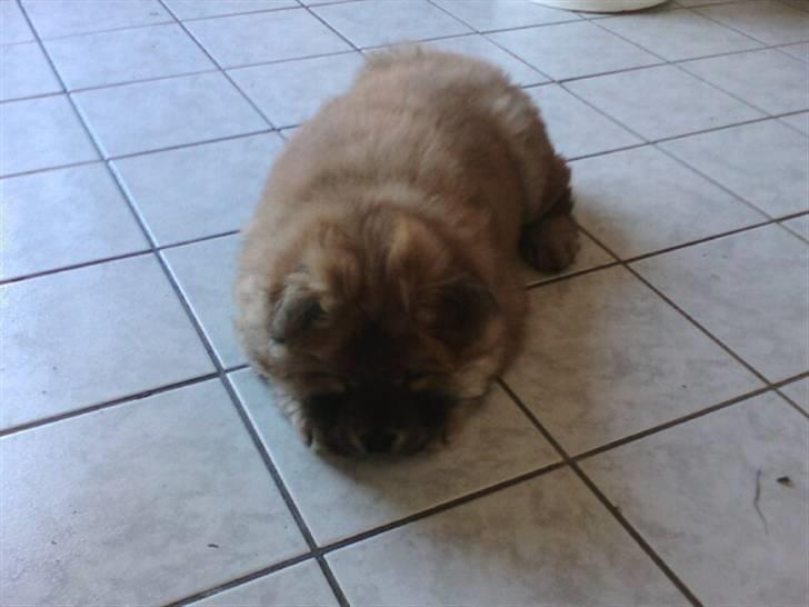 Chow chow Balder billede 7