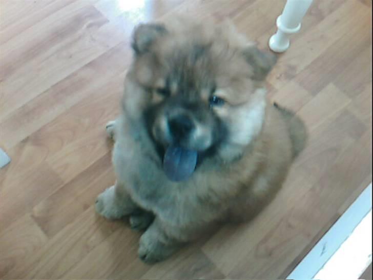 Chow chow Balder billede 8