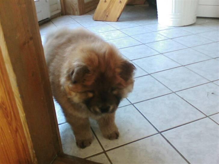 Chow chow Balder billede 9