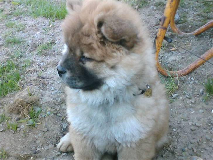 Chow chow Balder billede 10