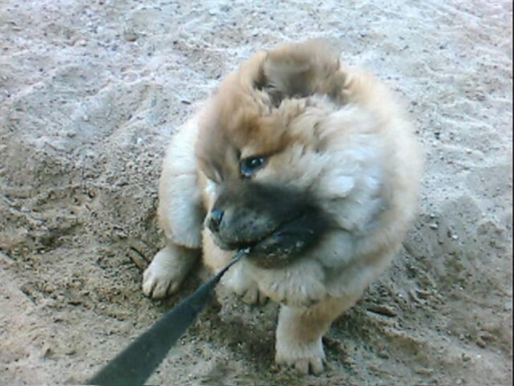 Chow chow Balder billede 11