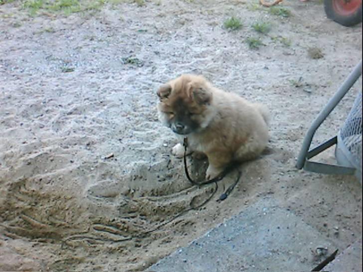 Chow chow Balder billede 12