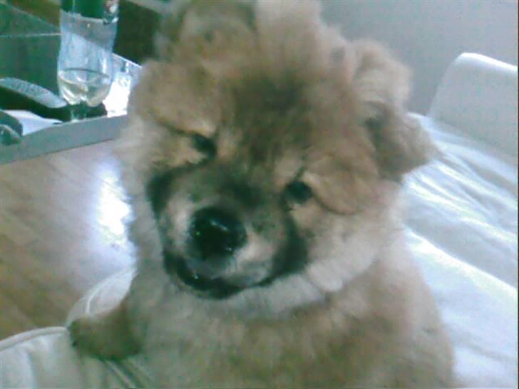 Chow chow Balder billede 13