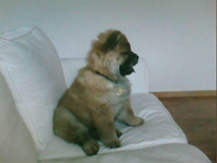 Chow chow Balder - Ser tv.. billede 14