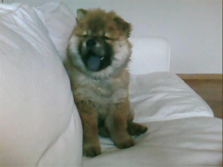 Chow chow Balder billede 15