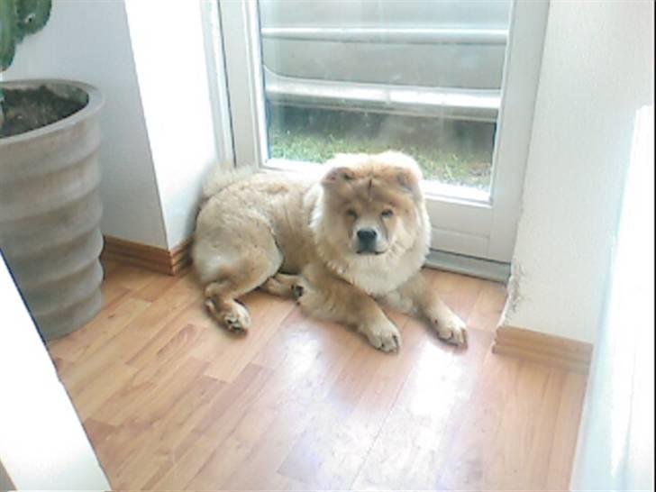 Chow chow Balder - Sådan ser Balder ud i dag.. billede 16