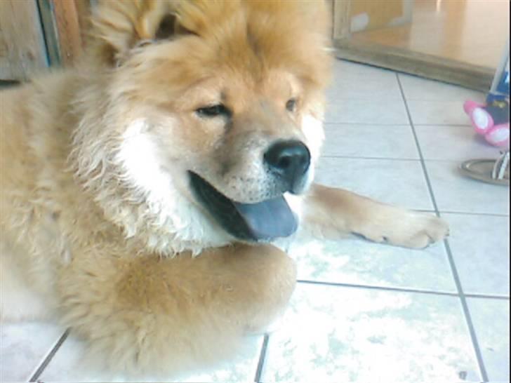 Chow chow Balder billede 17