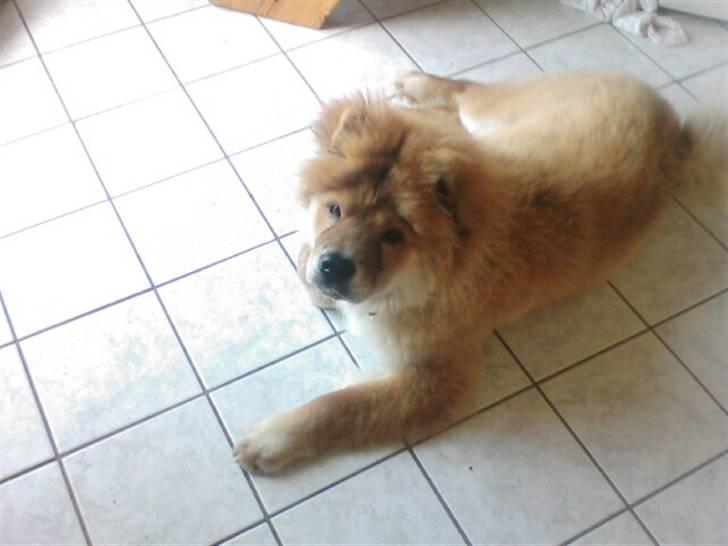 Chow chow Balder billede 18