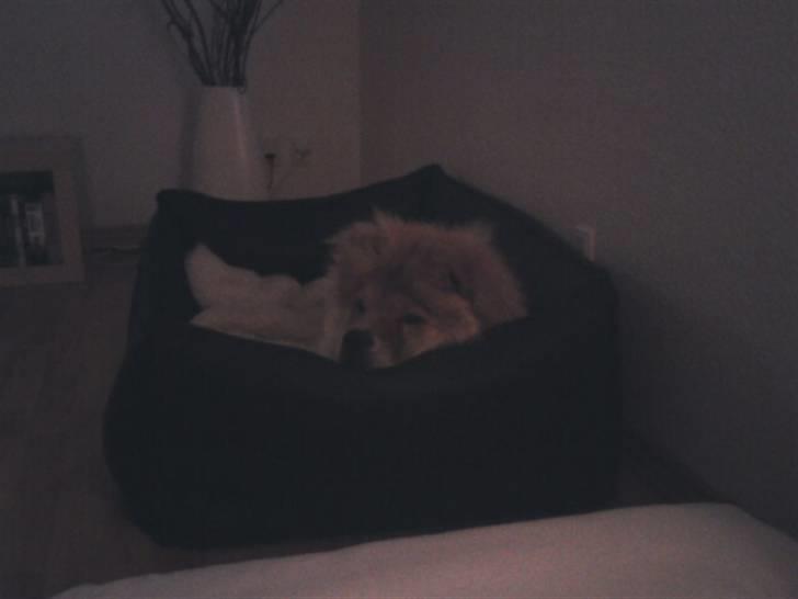 Chow chow Balder billede 19