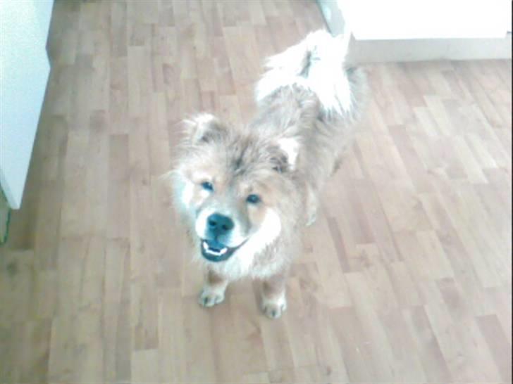 Chow chow Balder - Har lige været i bad.. billede 20