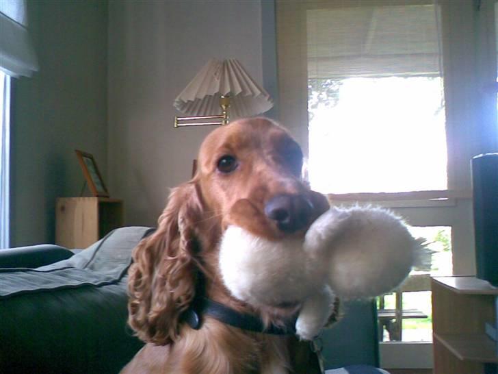 Cocker spaniel Sif  *SOLGT billede 1