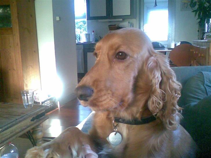 Cocker spaniel Sif  *SOLGT billede 2