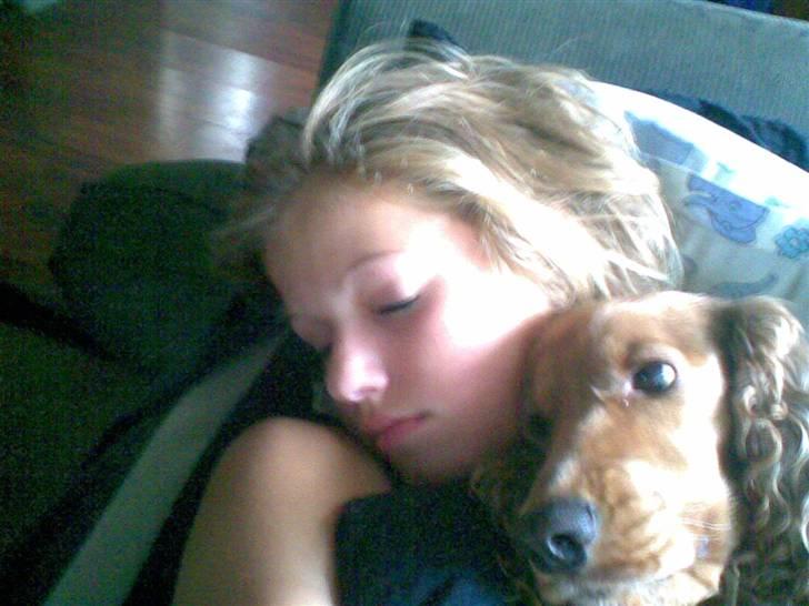 Cocker spaniel Sif  *SOLGT billede 3