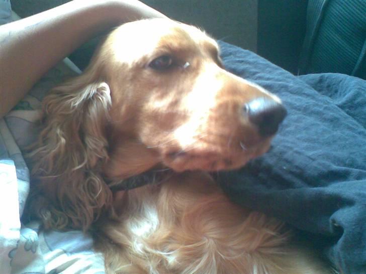 Cocker spaniel Sif  *SOLGT billede 4