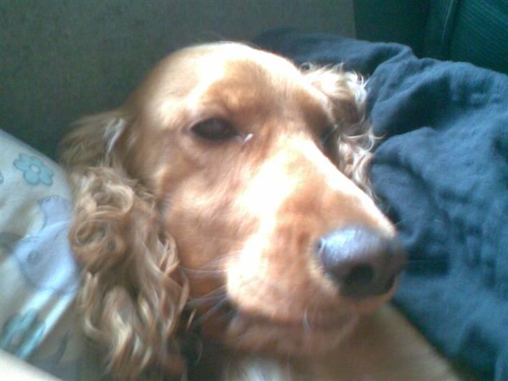 Cocker spaniel Sif  *SOLGT billede 5