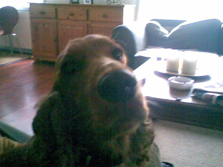 Cocker spaniel Sif  *SOLGT billede 6