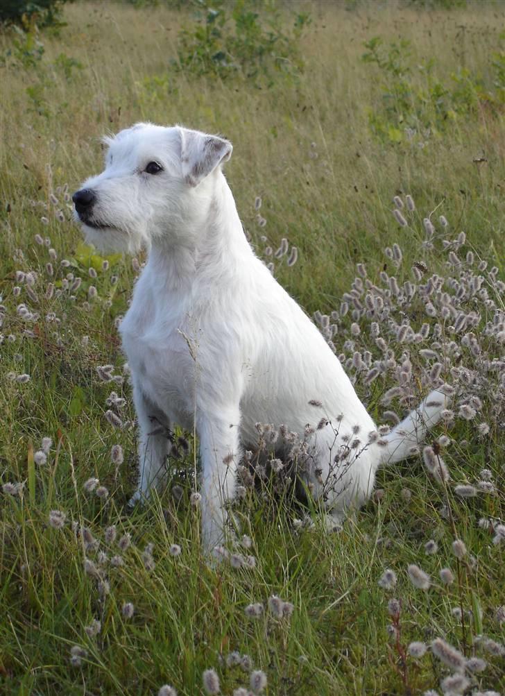 Parson russell terrier Maggie. billede 16