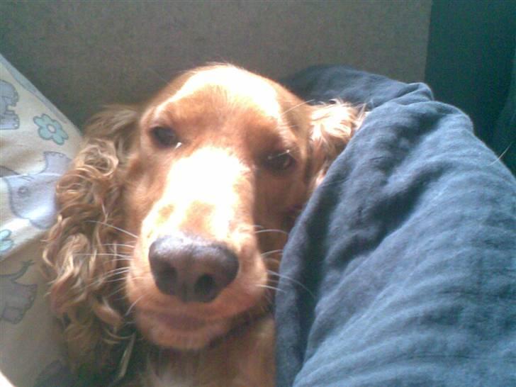 Cocker spaniel Sif  *SOLGT billede 7