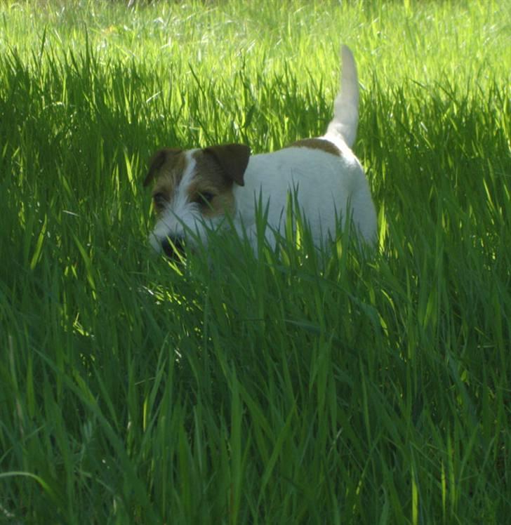 Parson russell terrier Ally billede 18