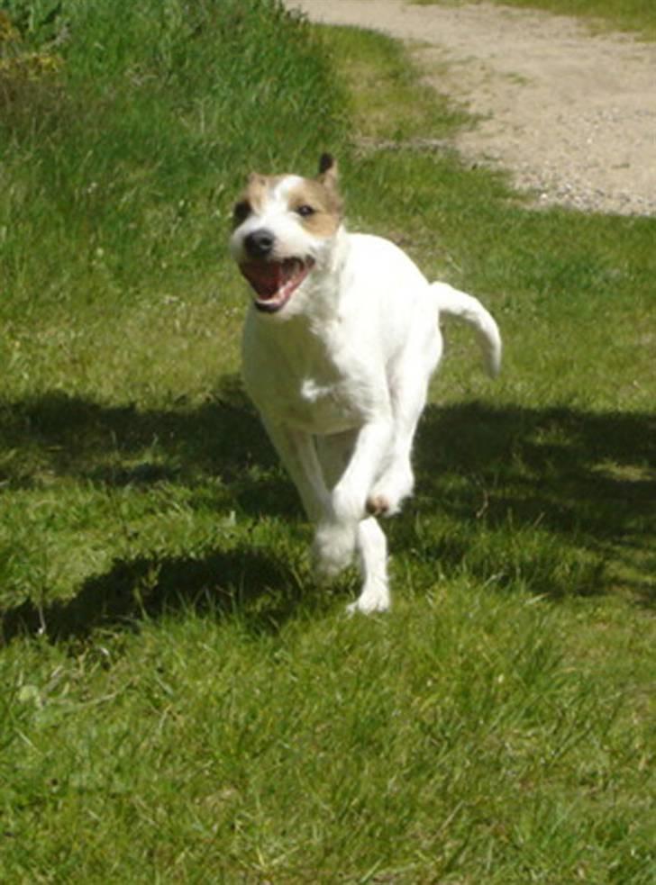 Parson russell terrier Ally billede 19