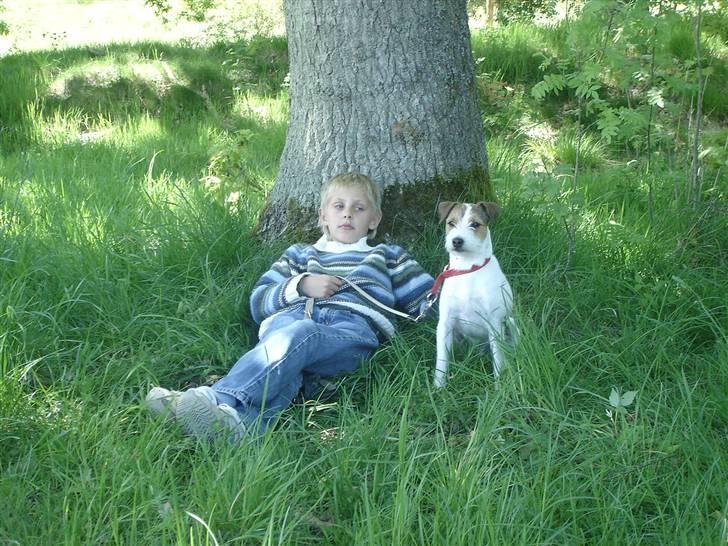 Parson russell terrier Ally billede 20