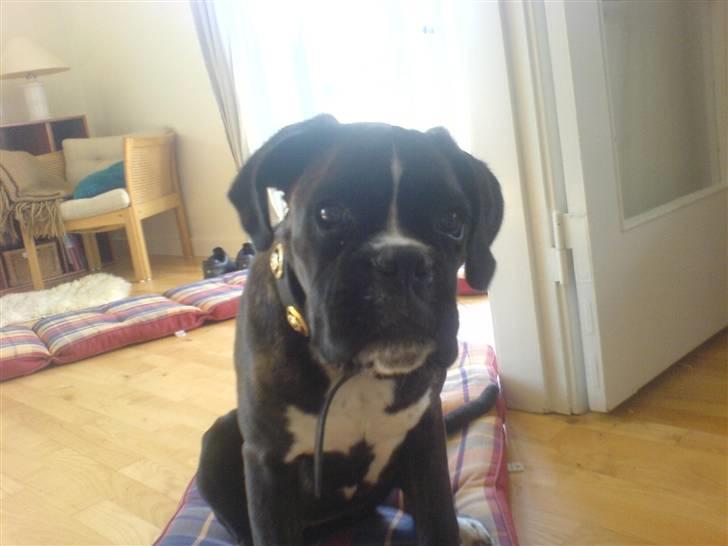 Boxer CHILLI billede 15