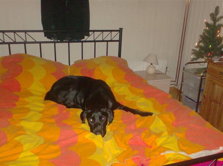Labrador retriever santos - det er santos et og alt, og bare kan fylde i sengen billede 8