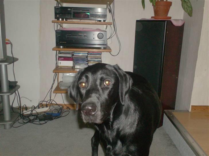 Labrador retriever santos billede 9