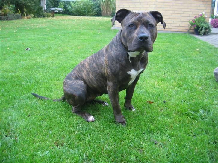 Amerikansk bulldog Mini - Jeg elsker at være ude. billede 1