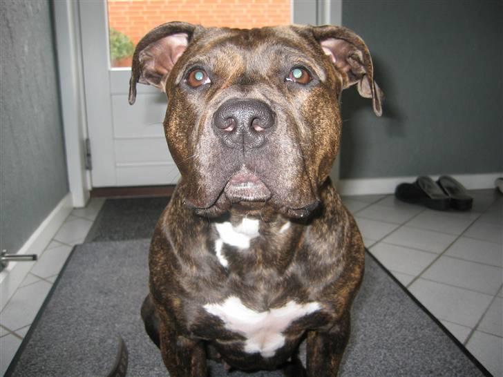 Amerikansk bulldog Mini billede 4