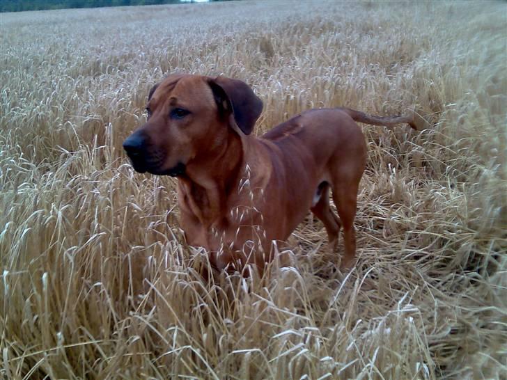Rhodesian ridgeback nante billede 1