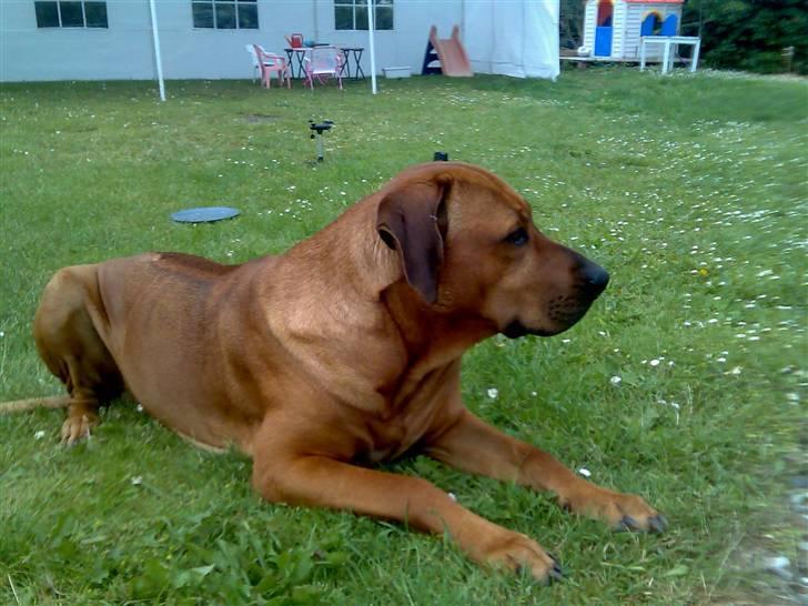 Rhodesian ridgeback nante billede 2