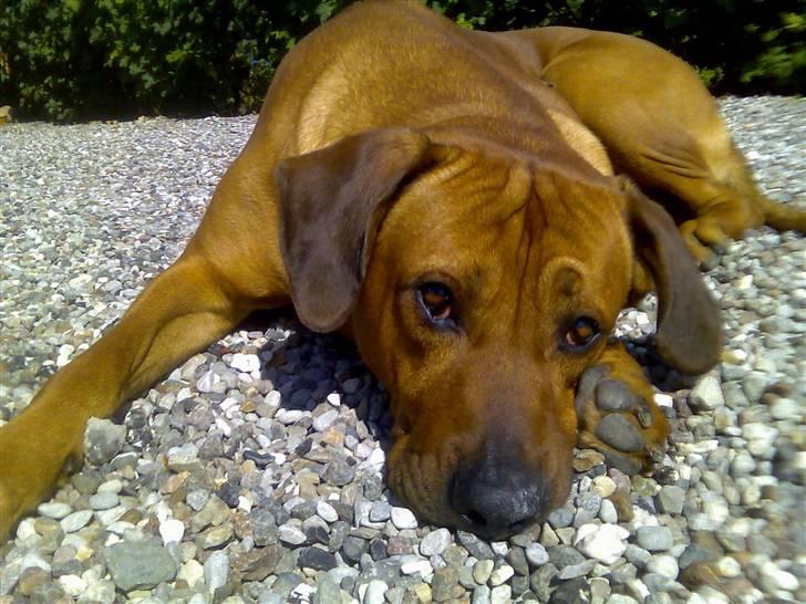 Rhodesian ridgeback nante billede 3